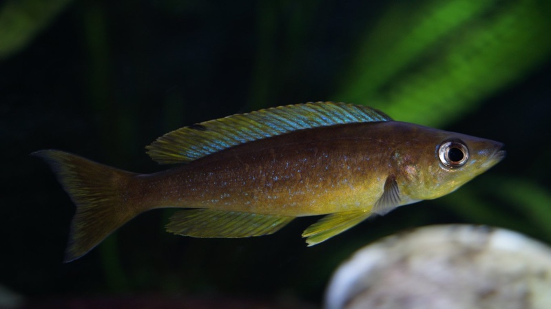 Cyprichromis microlepidotus 'Mabilibili Bay'